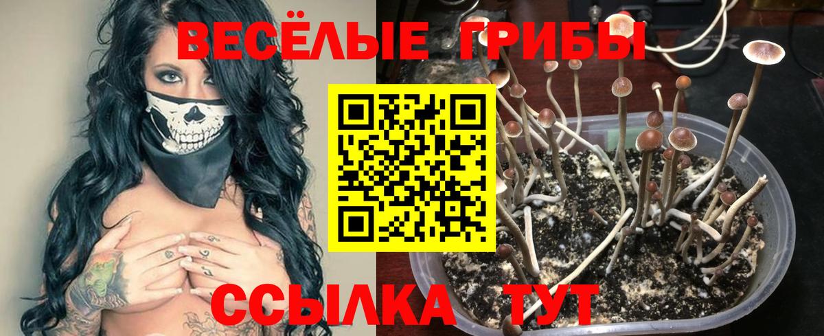 Электрогорск  Псилоцибиновые грибы Magic Shrooms  Вход с VPN 
